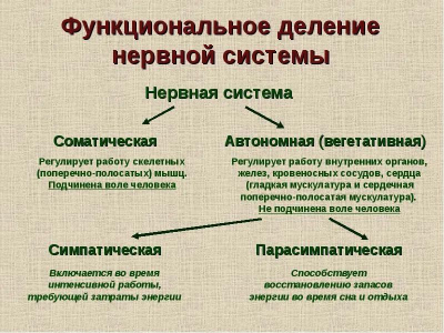 🦎 Как работает нервная система и как её «починить»