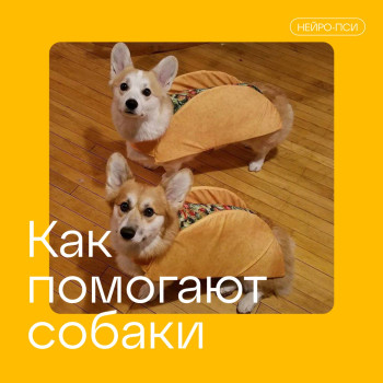 Как собаки помогают справиться — блог клиники Нейро-Пси