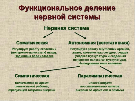 Как работает нервная система и как ее — блог клиники Нейро-Пси